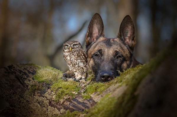 Bagoly és kutya: egy különleges barátság