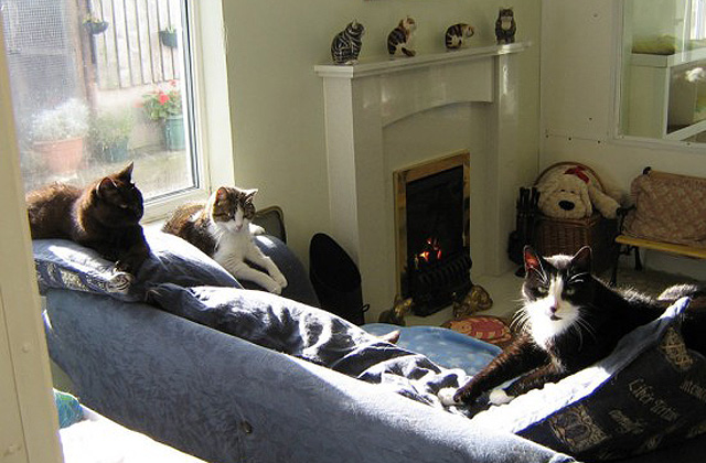 Macskáknak nyitottak öregek otthonát