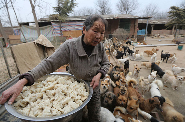 1300 kutyáról gondoskodik négy idős asszony