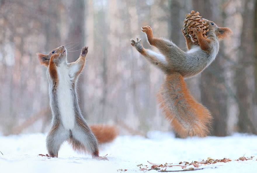 A világ legaranyosabb mókusfotói
