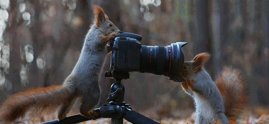 A világ legaranyosabb mókusfotói