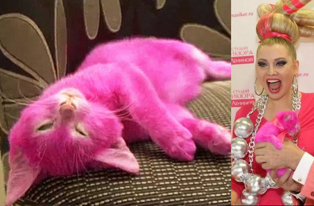Elpusztult a médiasztár rózsaszínre festett macskája