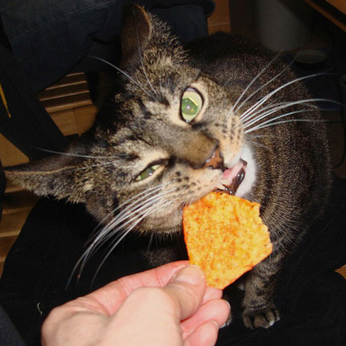 Vicces fotók: macskák, akik furcsa dolgokat esznek