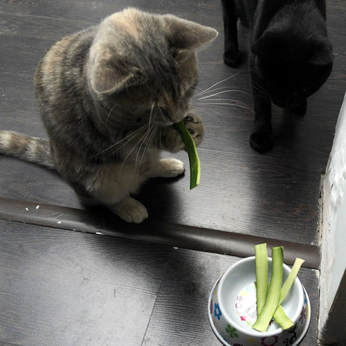 Vicces fotók: macskák, akik furcsa dolgokat esznek
