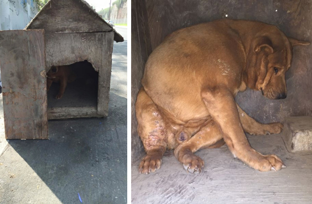 Egy hajléktalan mentette meg a befalazott kutyát