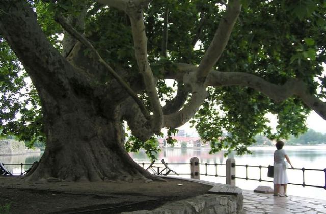 A tatai nagy platán Európa második legszerbb fája