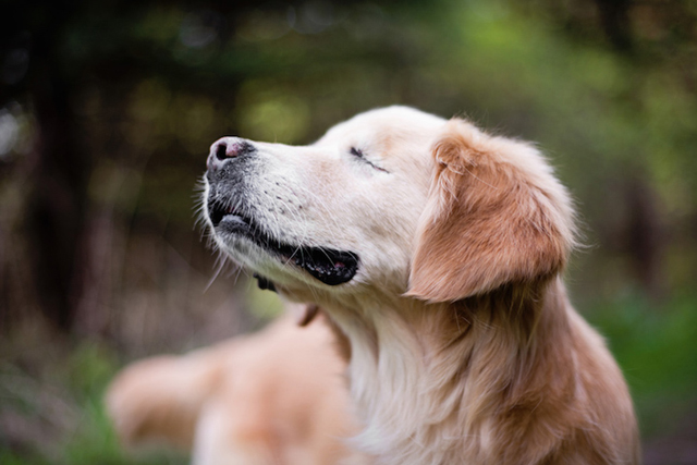 Terápiás kutya lett a szemek nélkül született golden retriever