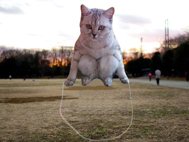 Megőrül az internet a furcsa pózben ülő macskáért - képek