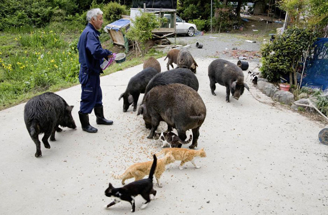 Ő gondozza Fukusima hátrahagyott állatait - megható fotók