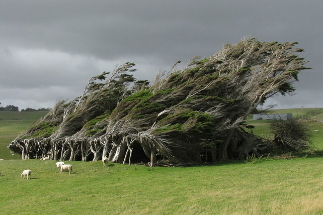 17 csodálatos fa, amely bebizonyítja a természet erejét 
