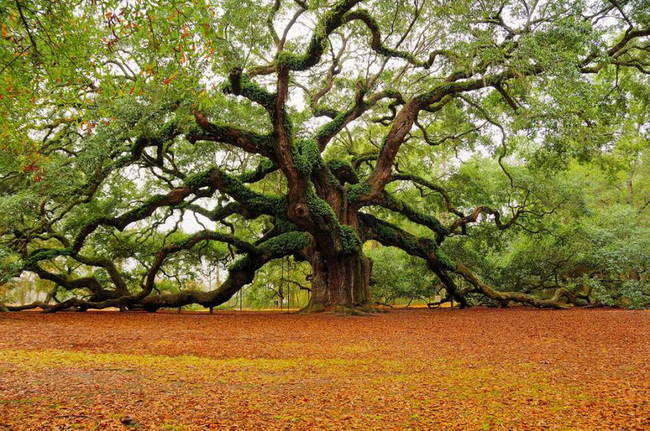 17 csodálatos fa, amely bebizonyítja a természet erejét 