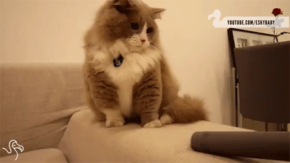 Macskák és a porszívók kapcsolata - vicces videóval