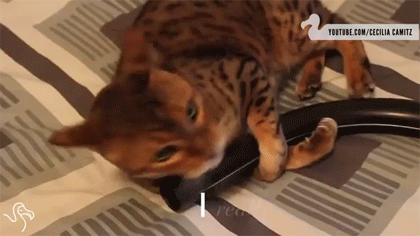Macskák és a porszívók kapcsolata - vicces videóval