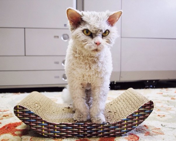 Albert, a morcos macska az internet új sztárja