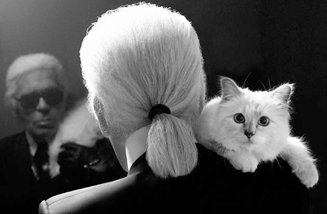 900 milliót keresett tavaly Lagerfeld macskája