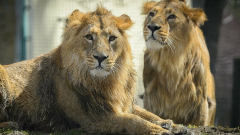 Oroszlánok a kifutón - bemutatkoztak az állatkert új királyai