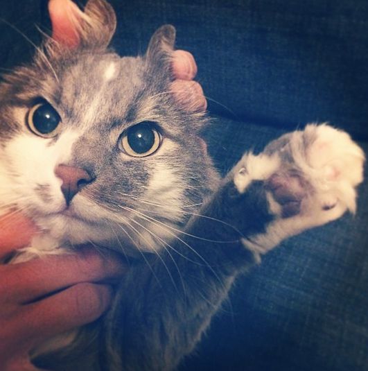 Nyulakká átalakított macskák az internet sztárjai - fotók