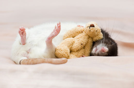 15 elképesztően cuki kép, amitől átgondolod a véleményed a patkányokról