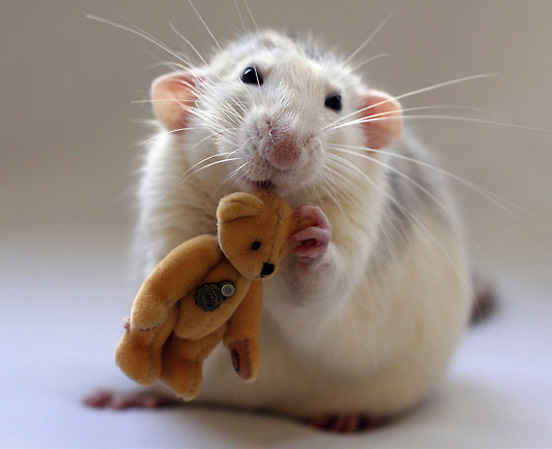 15 elképesztően cuki kép, amitől átgondolod a véleményed a patkányokról