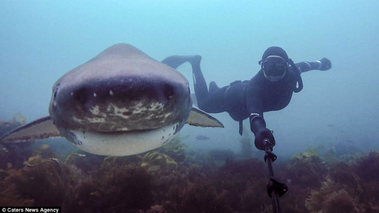 Egzotikus szelfiőrület: fotózkodj cápával! - képek