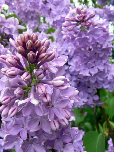 3 gyönyörű lila növény a kertbe: levendula, hortenzia, orgona