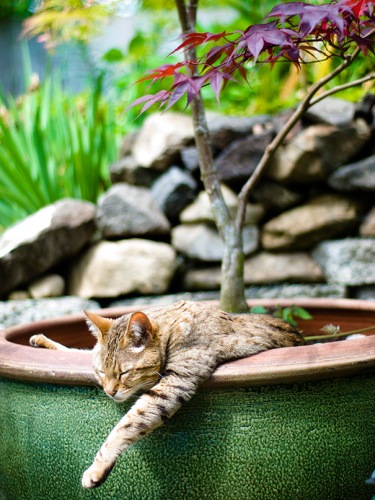 Bájos fotók: virágcserepekben alvó macskák