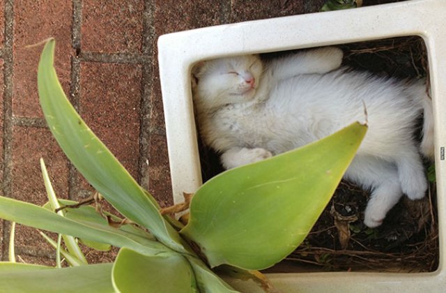 Bájos fotók: virágcserepekben alvó macskák