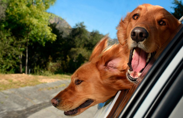 Bájos futók: kutyák, akik imádnak autózni