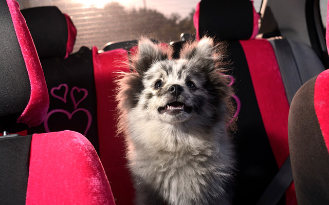 Bájos futók: kutyák, akik imádnak autózni