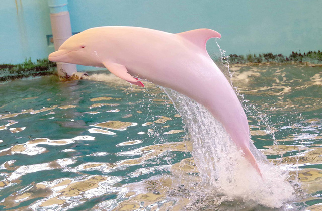 Rózsaszín delfin nem csak a mesékben létezik - fotó 