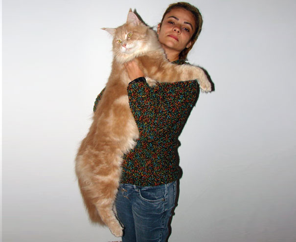20 óriási macska, aki házőrzőnek is beválna - fotók