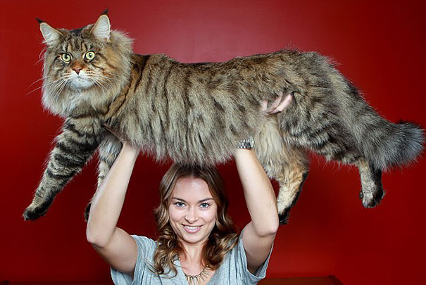 20 óriási macska, aki házőrzőnek is beválna - fotók