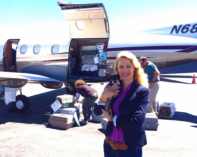 Repülővel viszik a gazdihoz a menhelyi kutyákat - képek