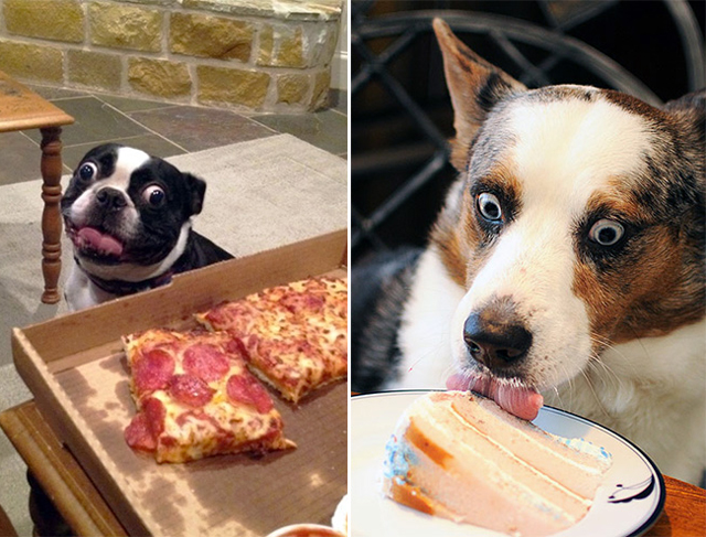 Vicces fotók: állatok, akik ételeket néznek, nagyon