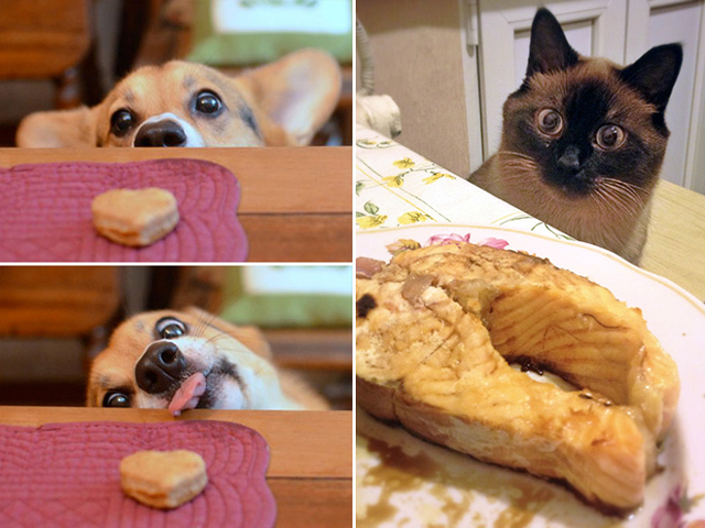 Vicces fotók: állatok, akik ételeket néznek, nagyon