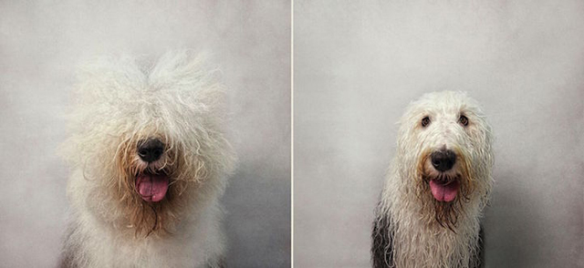 Vicces fotók: ennyire cukik az ázott kutyák