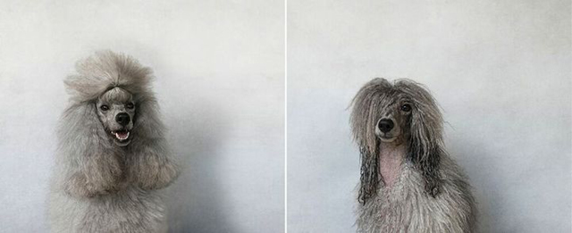 Vicces fotók: ennyire cukik az ázott kutyák