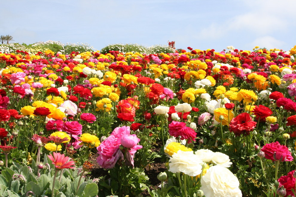13 gyönyörű virágba borult mező - fantasztikus képek