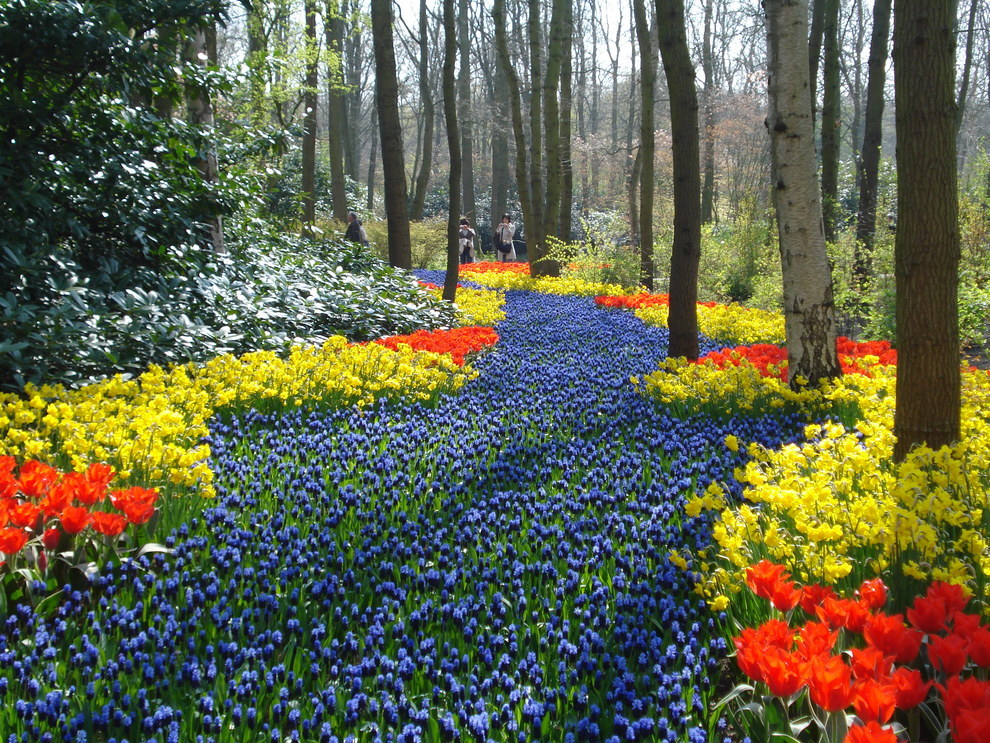 13 gyönyörű virágba borult mező - fantasztikus képek