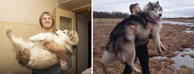 Bájos fotók: kutyák kölyökként és felnőttként