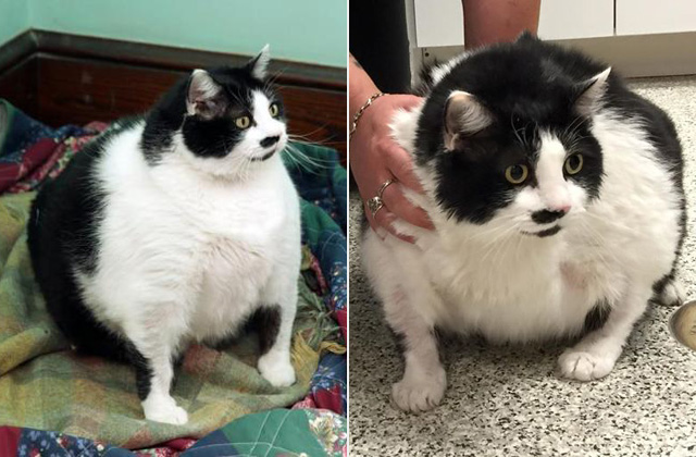 15 kilós macskát találtak - fotók