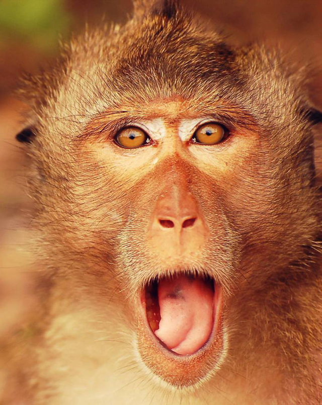 Vicces fotók: 20 állat, aki nagyon meglepődött