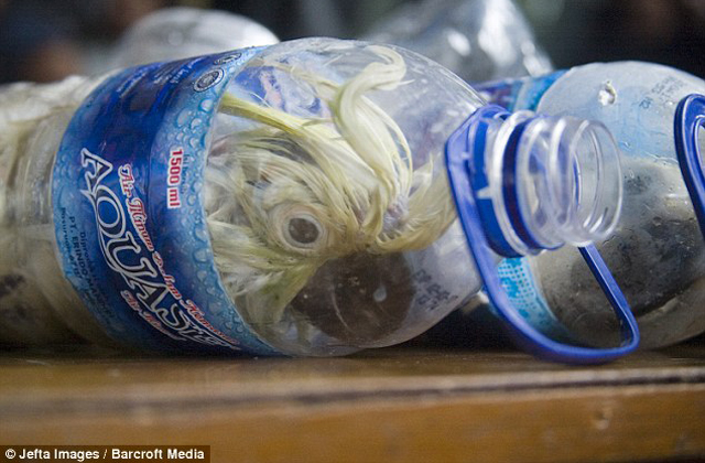 Műanyag palackokban akartak madarakat csempészni