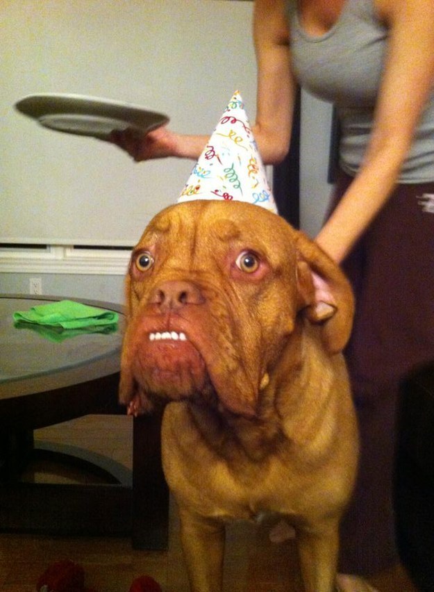 17 kutya, aki utálja a születésnapi zsűrt