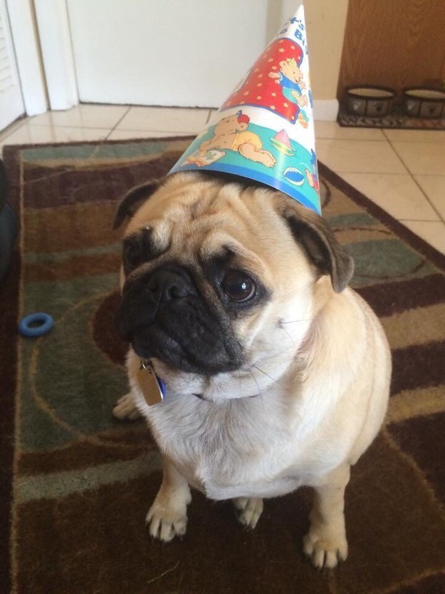 17 kutya, aki utálja a születésnapi zsűrt