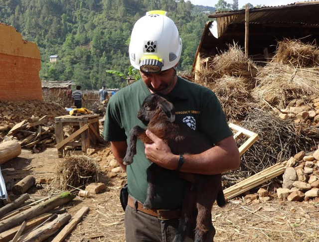 Szívszorító fotók: állatok, akik túlélték a nepáli földrengést 