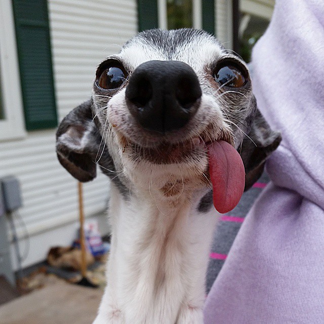 Kilógó nyelvű kutyát imád mindenki az interneten - vicces képek