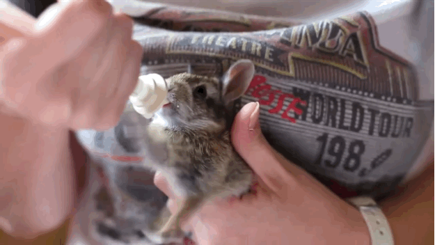 Nincs boldogabb állat a világon ennél a bébi nyúlnál - cuki videóval
