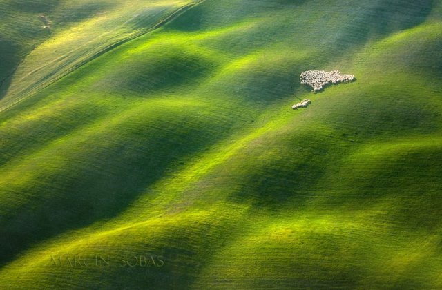 Toszkán mezők bárányai - 11 gyönyörű fotó
