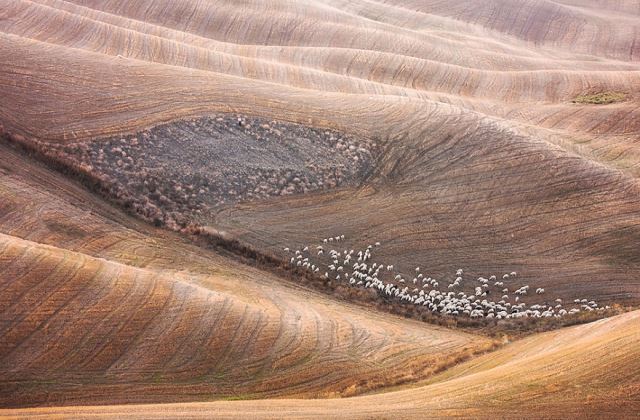 Toszkán mezők bárányai - 11 gyönyörű fotó